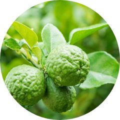 Bergamot