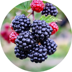 Blackberries