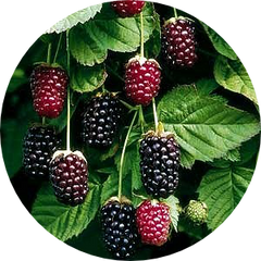 Boysenberry