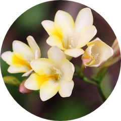 Freesia