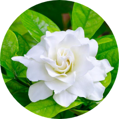 Gardenia