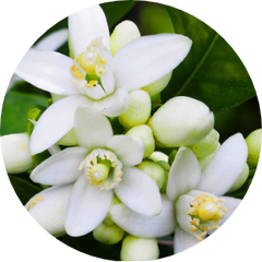 Neroli