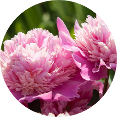 Peony