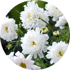 White Flowers