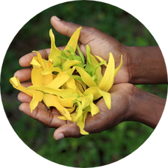 Ylang Ylang